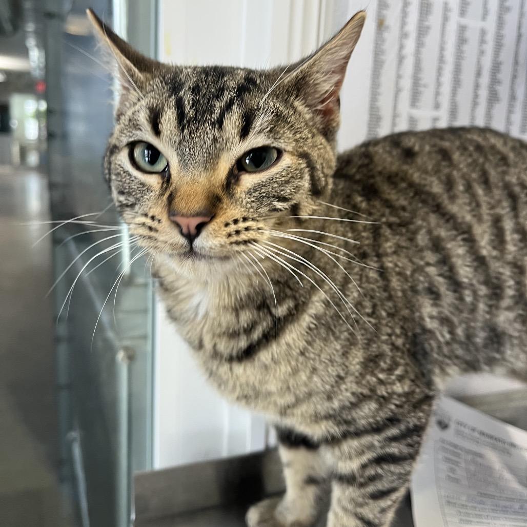 Enlarge Red Parrot, a Adoptable Domestic Short Hair in Mankato, MN image 2/4