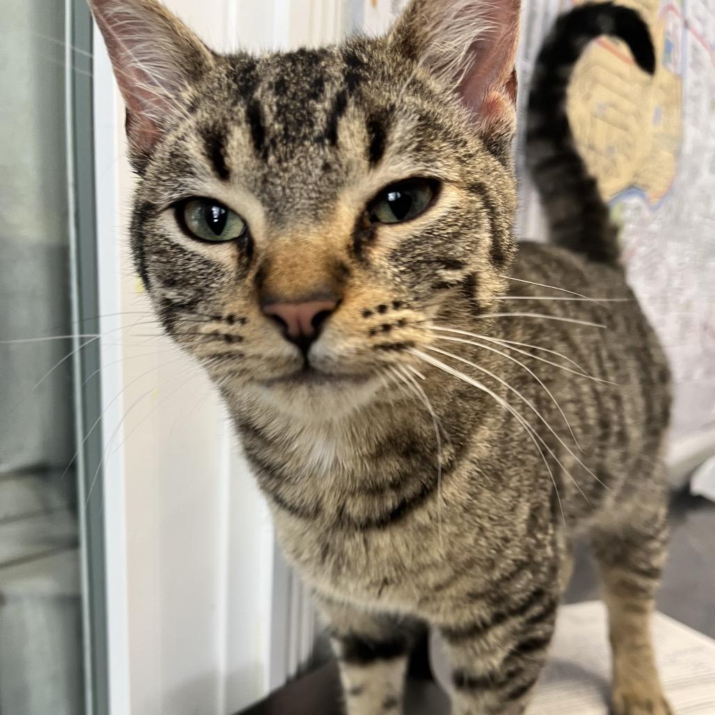 Enlarge Red Parrot, a Adoptable Domestic Short Hair in Mankato, MN image 3/4