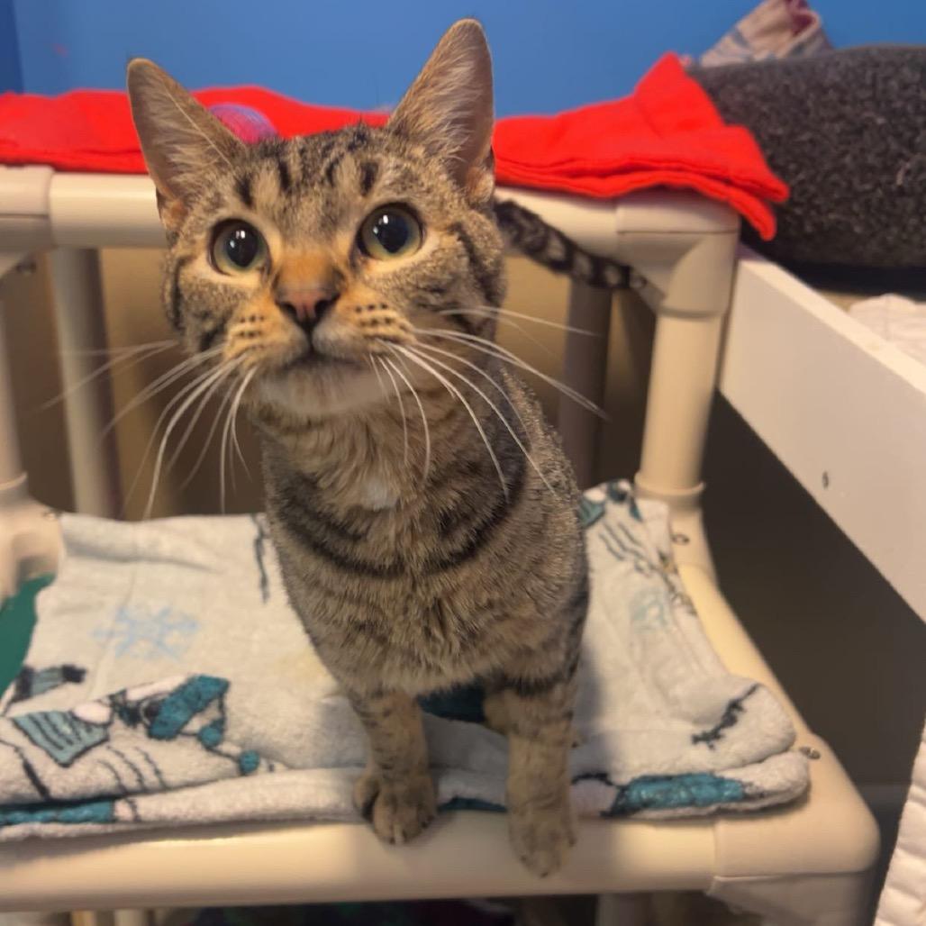 Enlarge Red Parrot, a Adoptable Domestic Short Hair in Mankato, MN image 4/4