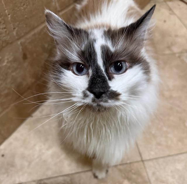 Freya, adopted, Senior Female Ragdoll.