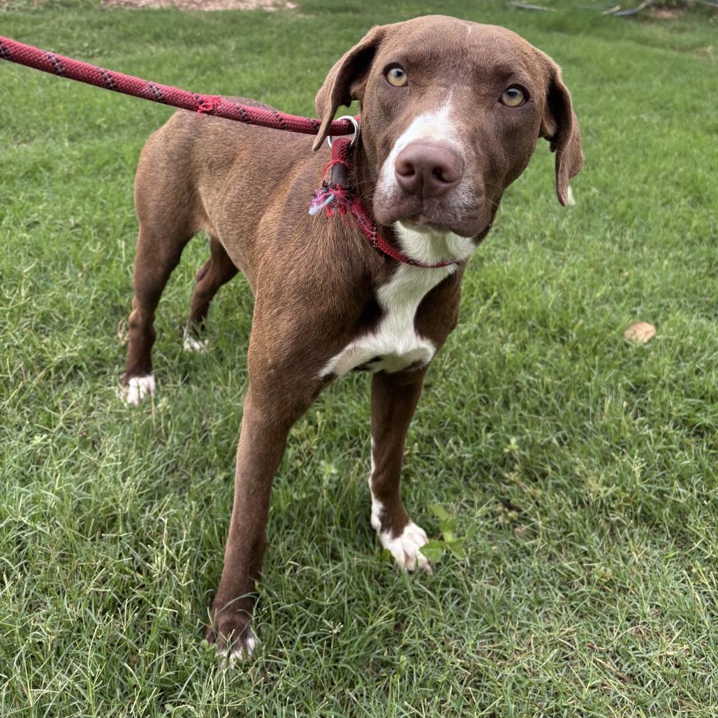 Layla, Adoptable, Adult Female Labrador Retriever & Mixed Breed.