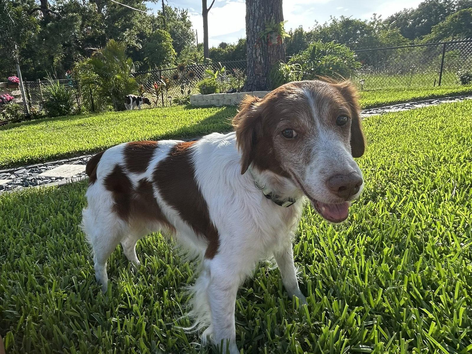 FL/Flash, Adopted, Senior Male Brittany Spaniel.