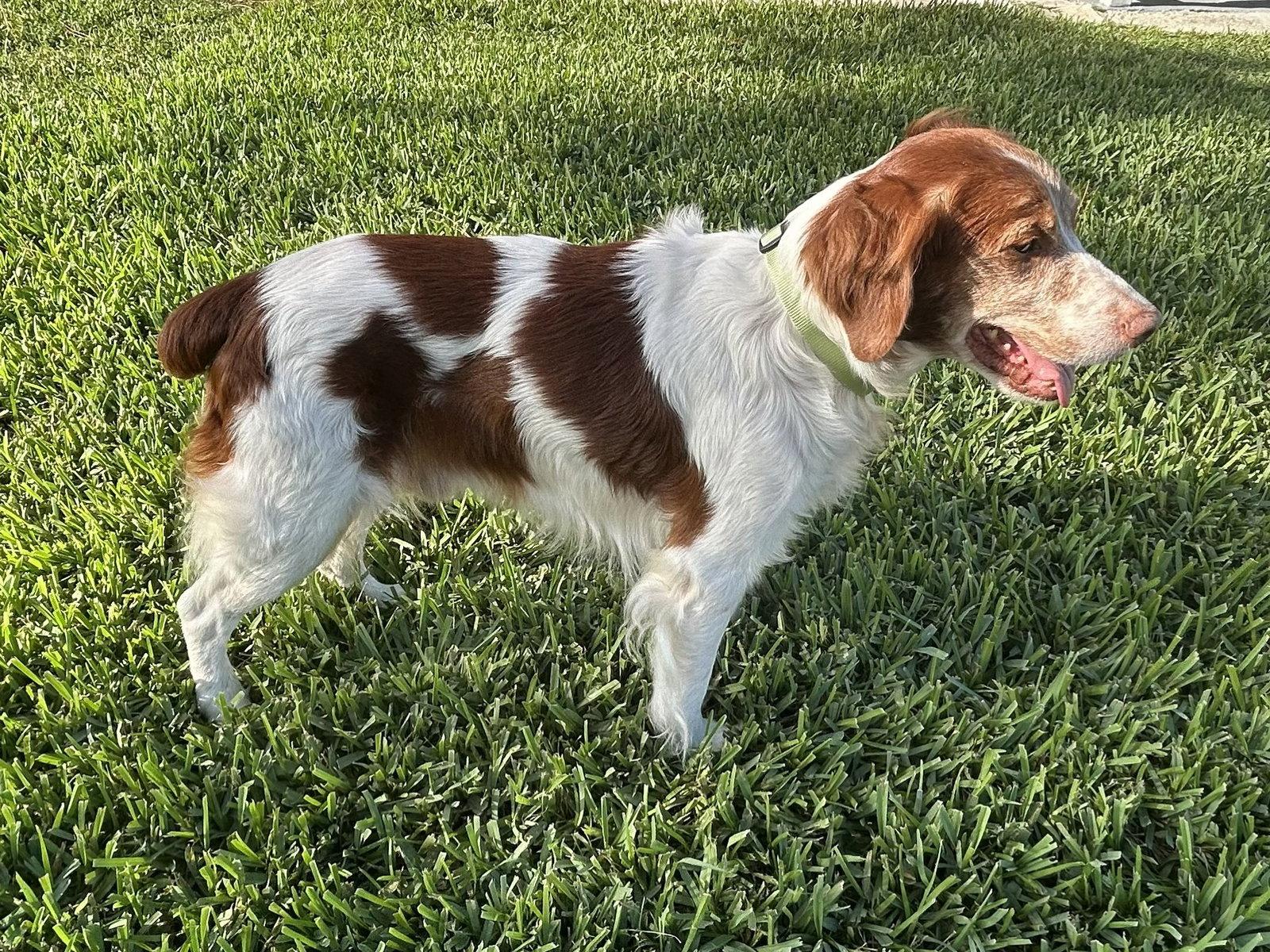 Enlarge FL/Flash, a Adopted Brittany Spaniel in Baldwinsville, NY image 2/3