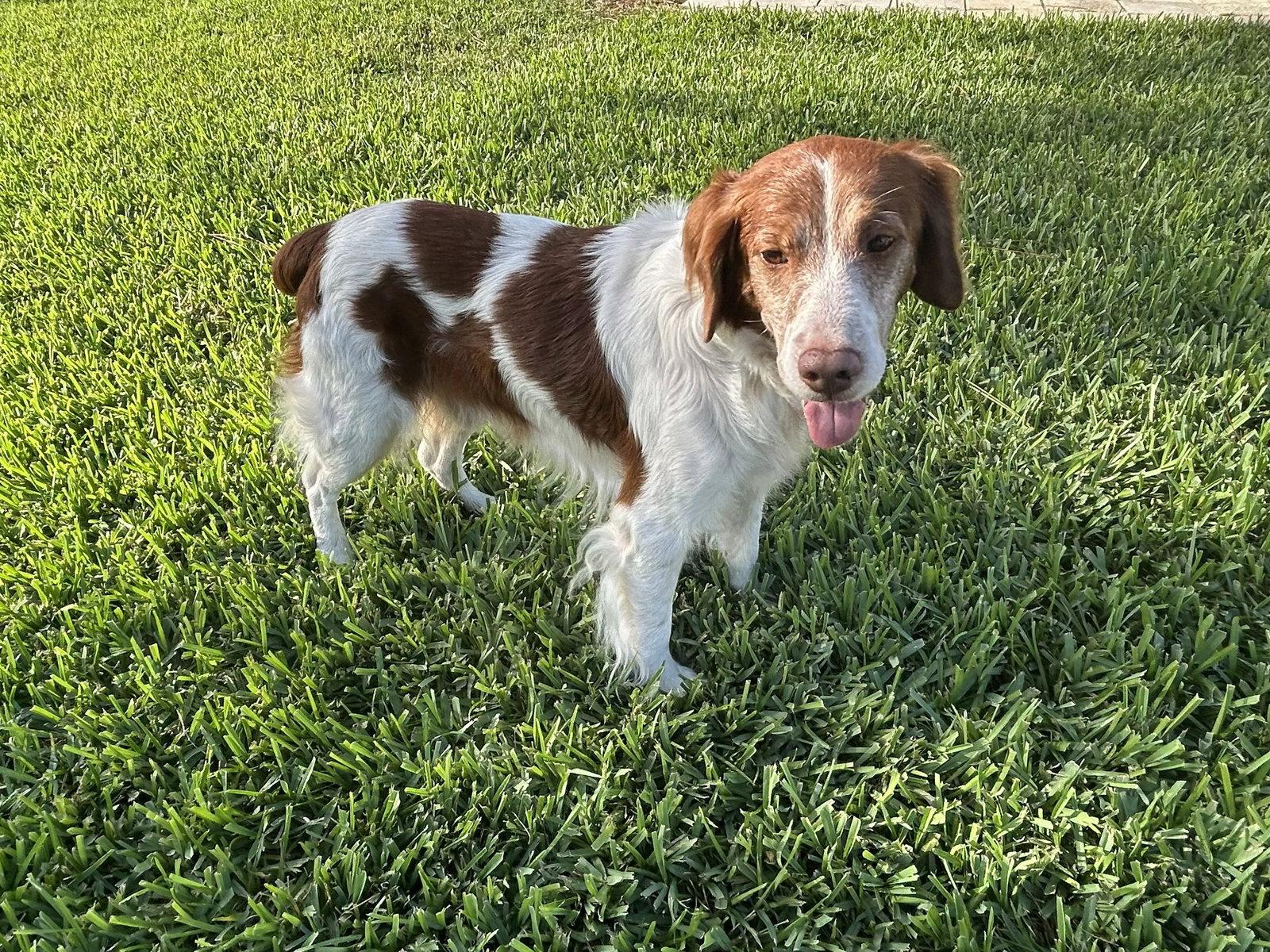 Enlarge FL/Flash, a Adopted Brittany Spaniel in Baldwinsville, NY image 3/3