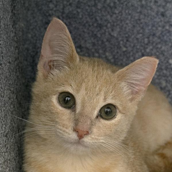 Melon, Adoptable, Kitten Female Domestic Short Hair.