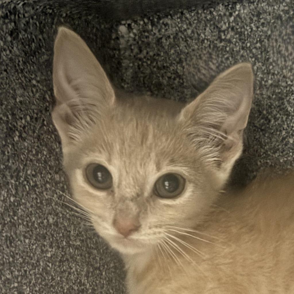 Melon, Adoptable, Kitten Female Domestic Short Hair.