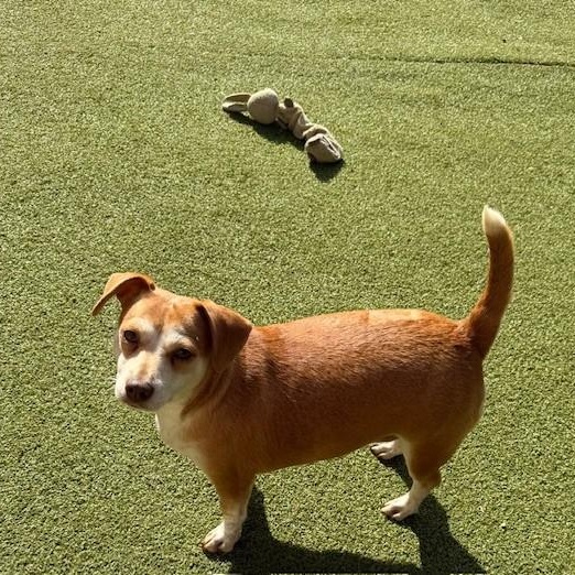 Enlarge CANELA, a Adoptable mixed breed in houston, TX image 2/6