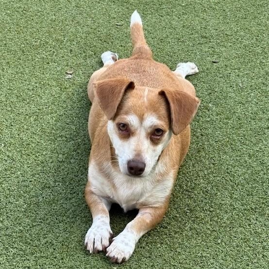 CANELA, Adoptable, Young Female Chihuahua.