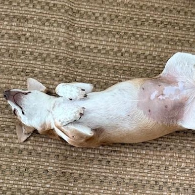 Enlarge CANELA, a Adoptable mixed breed in houston, TX image 5/6