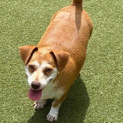 Enlarge CANELA, a Adoptable mixed breed in houston, TX image 3/6