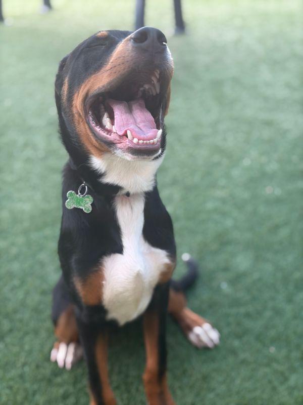 Draco, Adoptable, Young Male Rottweiler.