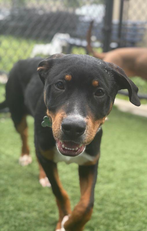 Enlarge Draco, a Adoptable Rottweiler in Hillsboro, NH image 2/3