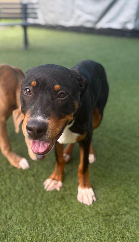 Enlarge Draco, a Adoptable Rottweiler in Hillsboro, NH image 3/3