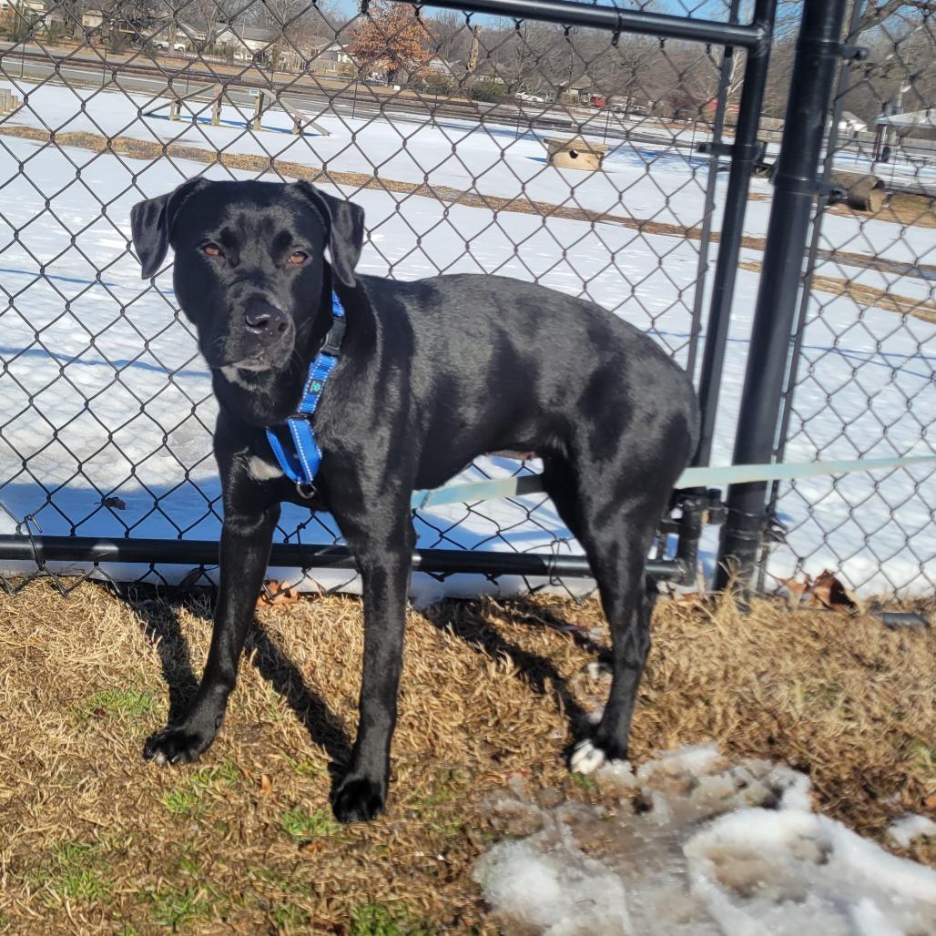 Nova, a Adoptable mixed breed in Cabot, AR image 1/6