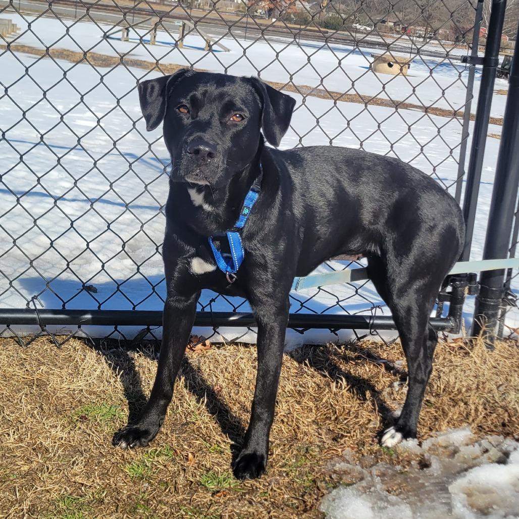 Nova, a Adoptable mixed breed in Cabot, AR image 2/6