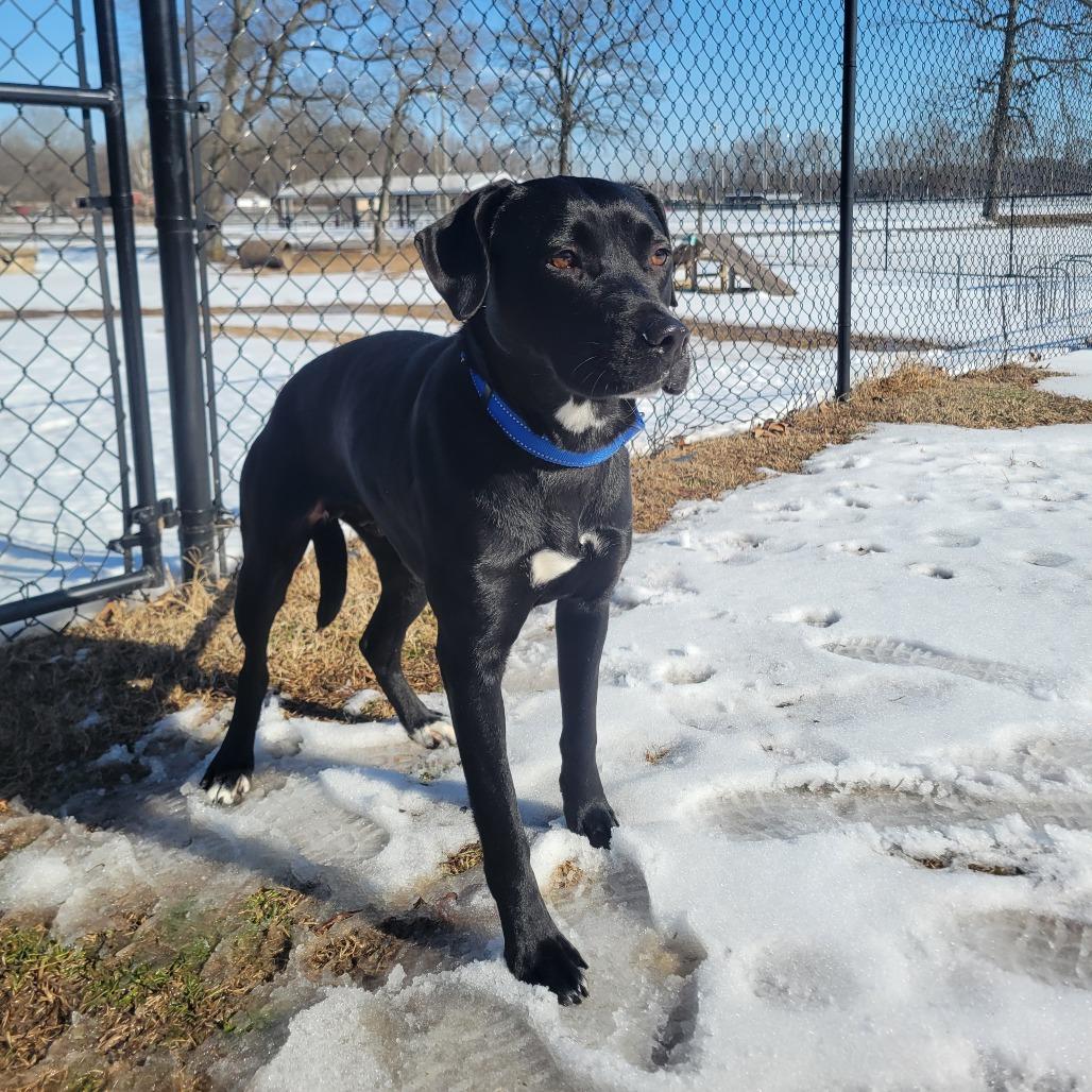 Nova, a Adoptable mixed breed in Cabot, AR image 3/6