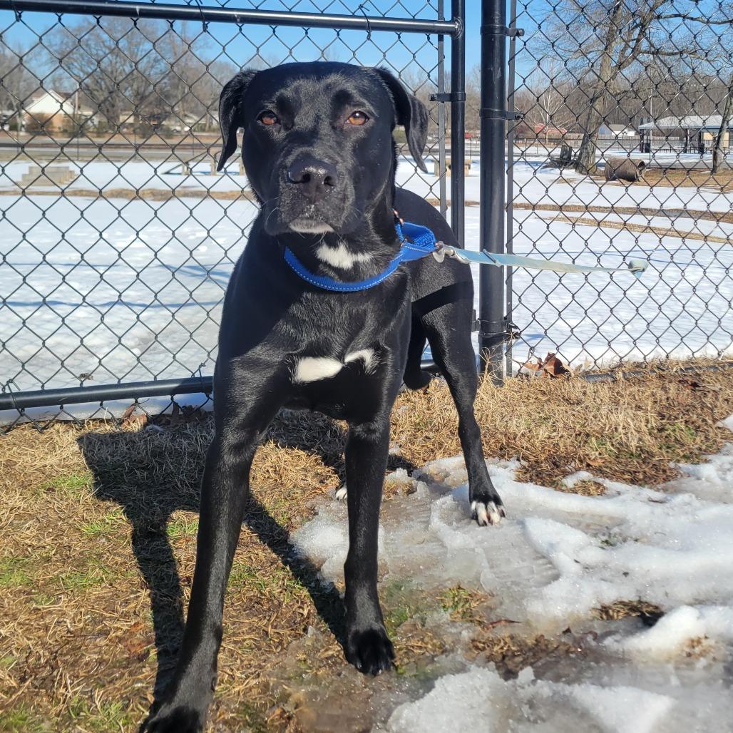 Nova, a Adoptable mixed breed in Cabot, AR image 4/6