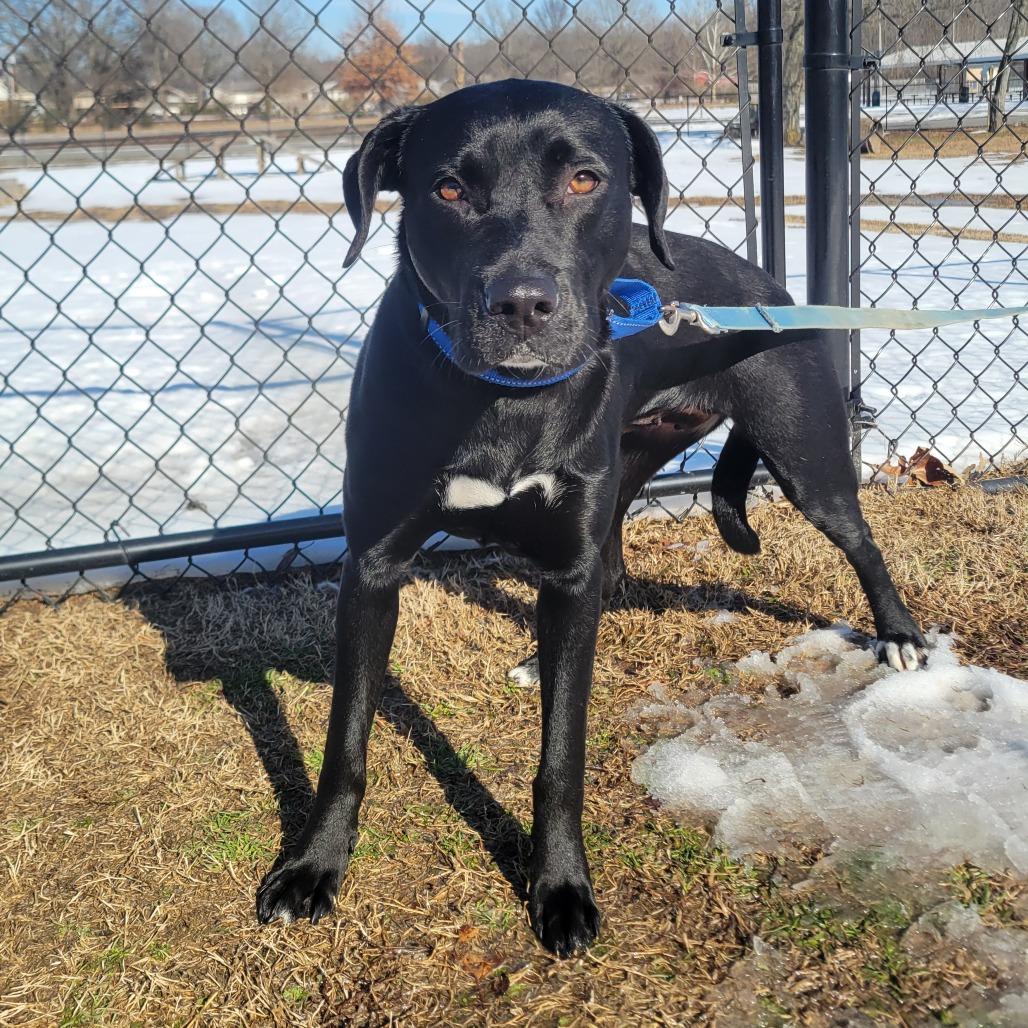 Nova, a Adoptable mixed breed in Cabot, AR image 5/6
