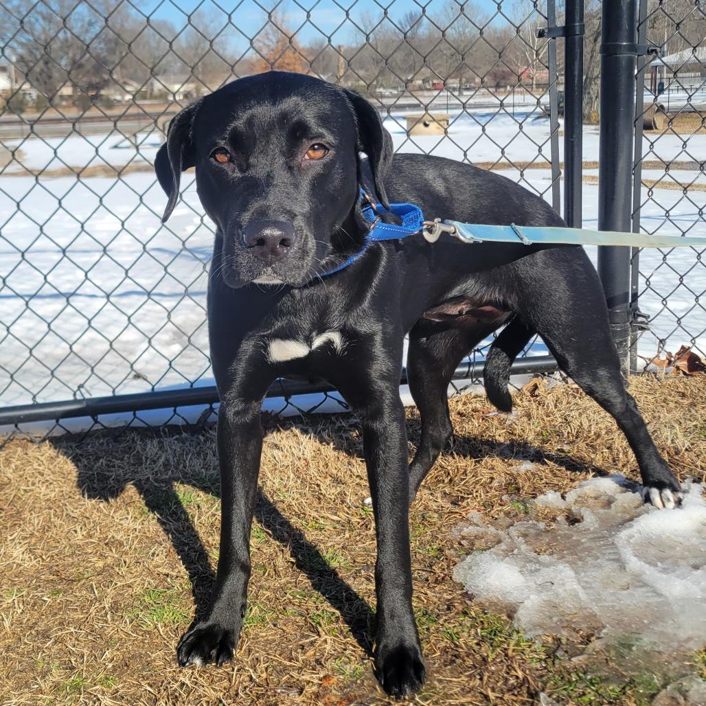Nova, a Adoptable mixed breed in Cabot, AR image 6/6