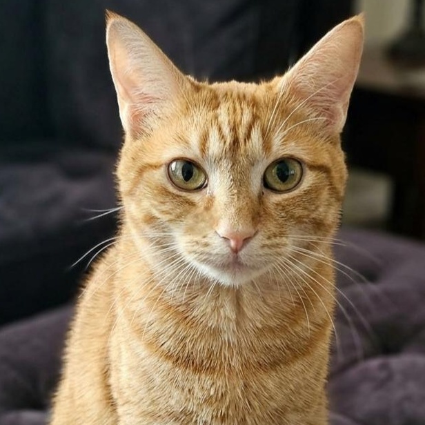 Calliope , adopted, Young Female Domestic Short Hair.