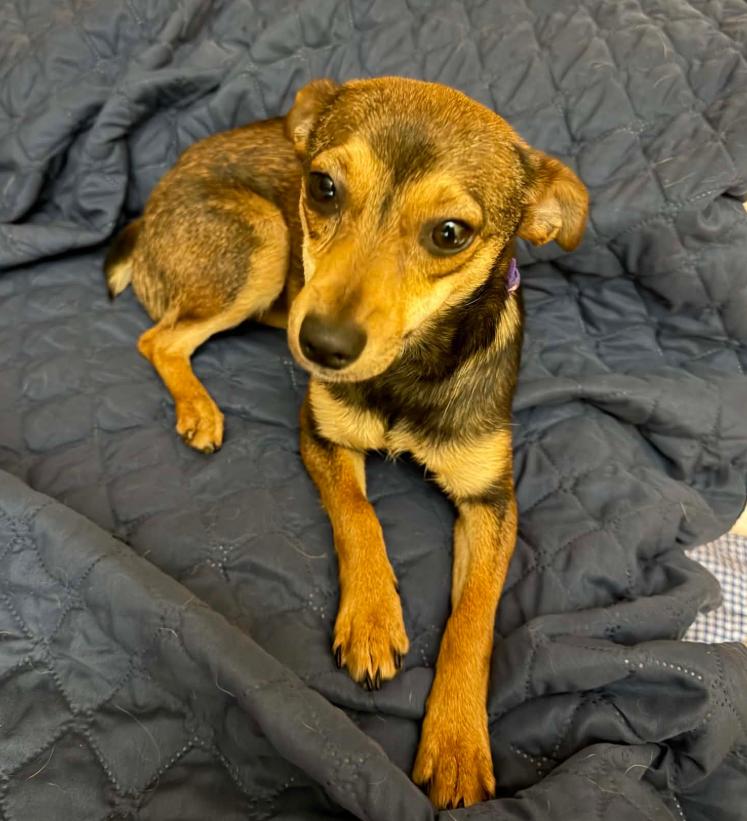 Blossom Adopted, Adopted, Young Female Chihuahua.