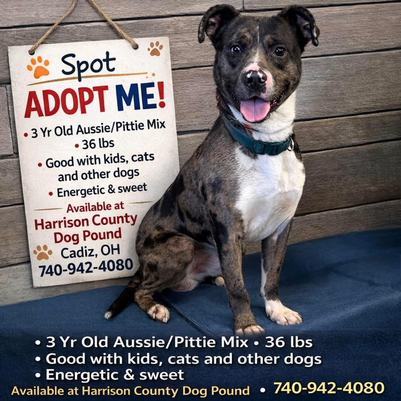 SPOT, a ADOPTABLE mixed breed in Cadiz, OH image 1/3