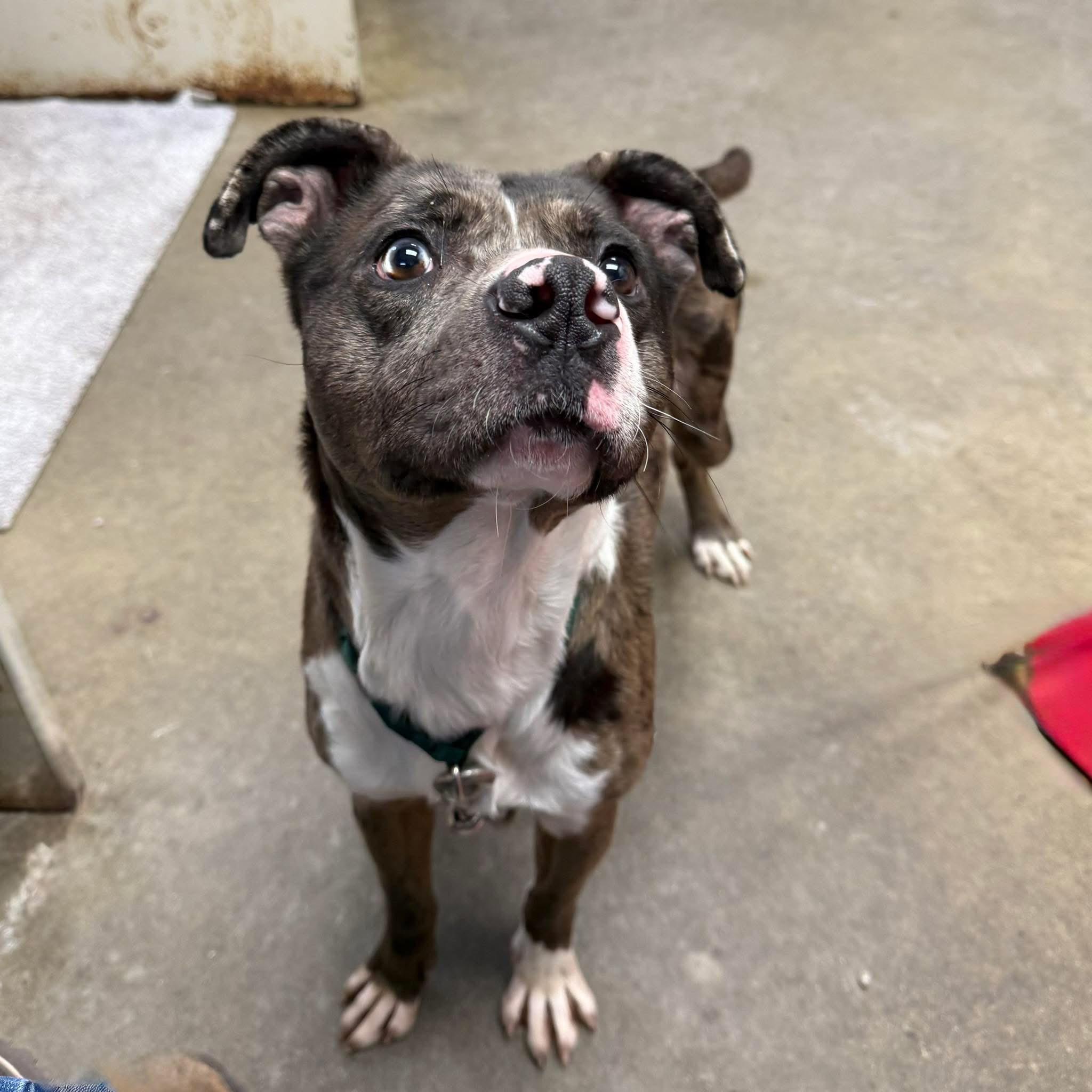 SPOT, a ADOPTABLE mixed breed in Cadiz, OH image 2/3