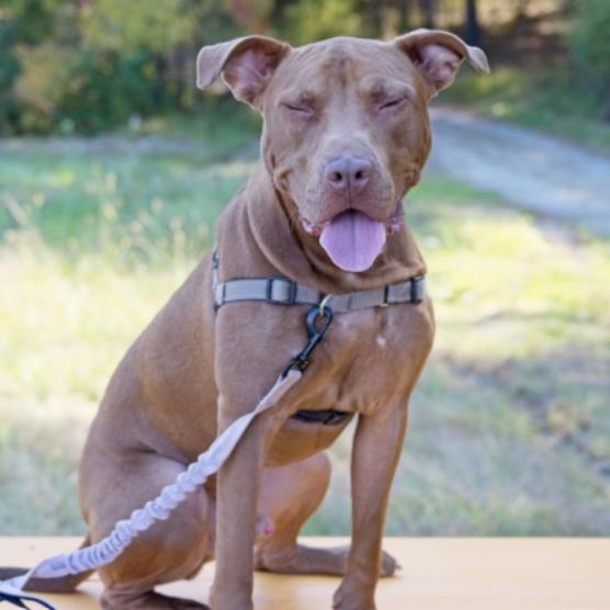 Enlarge Ducky, a Adoptable Pit Bull Terrier in Chapel Hill, NC image 1/1