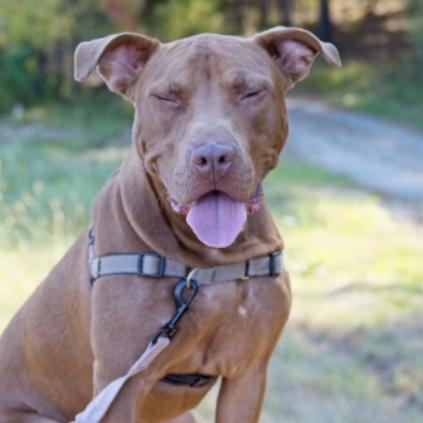 Enlarge Ducky, a Adoptable Pit Bull Terrier in Chapel Hill, NC image 1/1