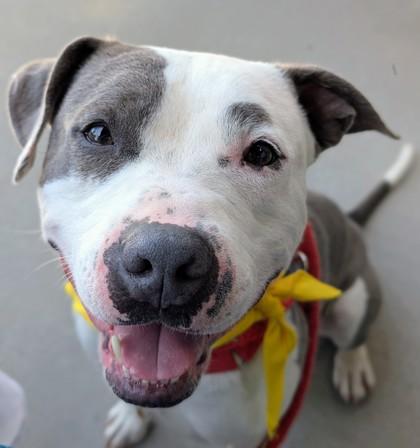 Bean - In Foster Home, a ADOPTABLE Mixed Breed in Hamilton, OH image 3/5
