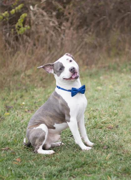Bean - In Foster Home, ADOPTABLE, Young Male Mixed Breed.