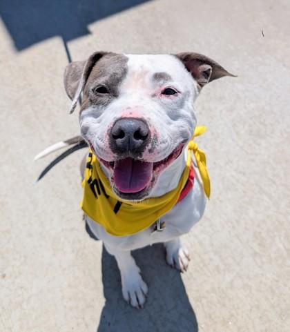 Bean - In Foster Home, a ADOPTABLE Mixed Breed in Hamilton, OH image 4/5