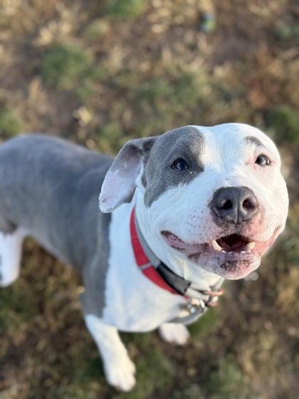 Bean - In Foster Home, a ADOPTABLE Mixed Breed in Hamilton, OH image 2/5