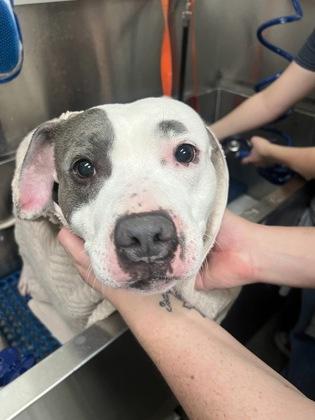Bean - In Foster Home, a ADOPTABLE Mixed Breed in Hamilton, OH image 5/5