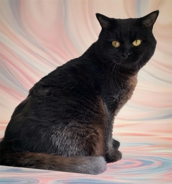 RUPERT, Adoptable, Adult Male Domestic Short Hair.