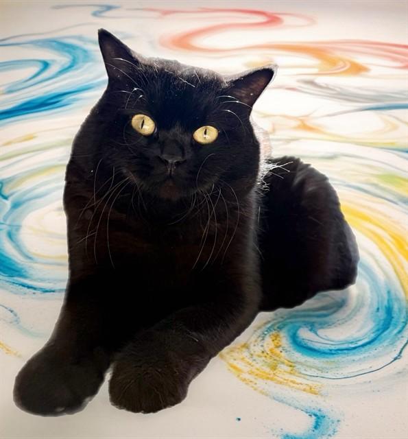 RUPERT, Adoptable, Adult Male Domestic Short Hair.