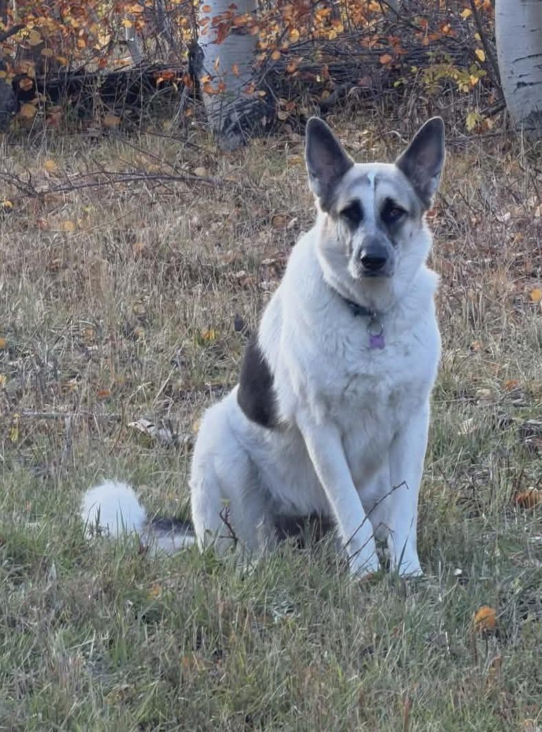 Enlarge Matilda, an adoptable mixed breed in Las Vegas, NV image 2/2
