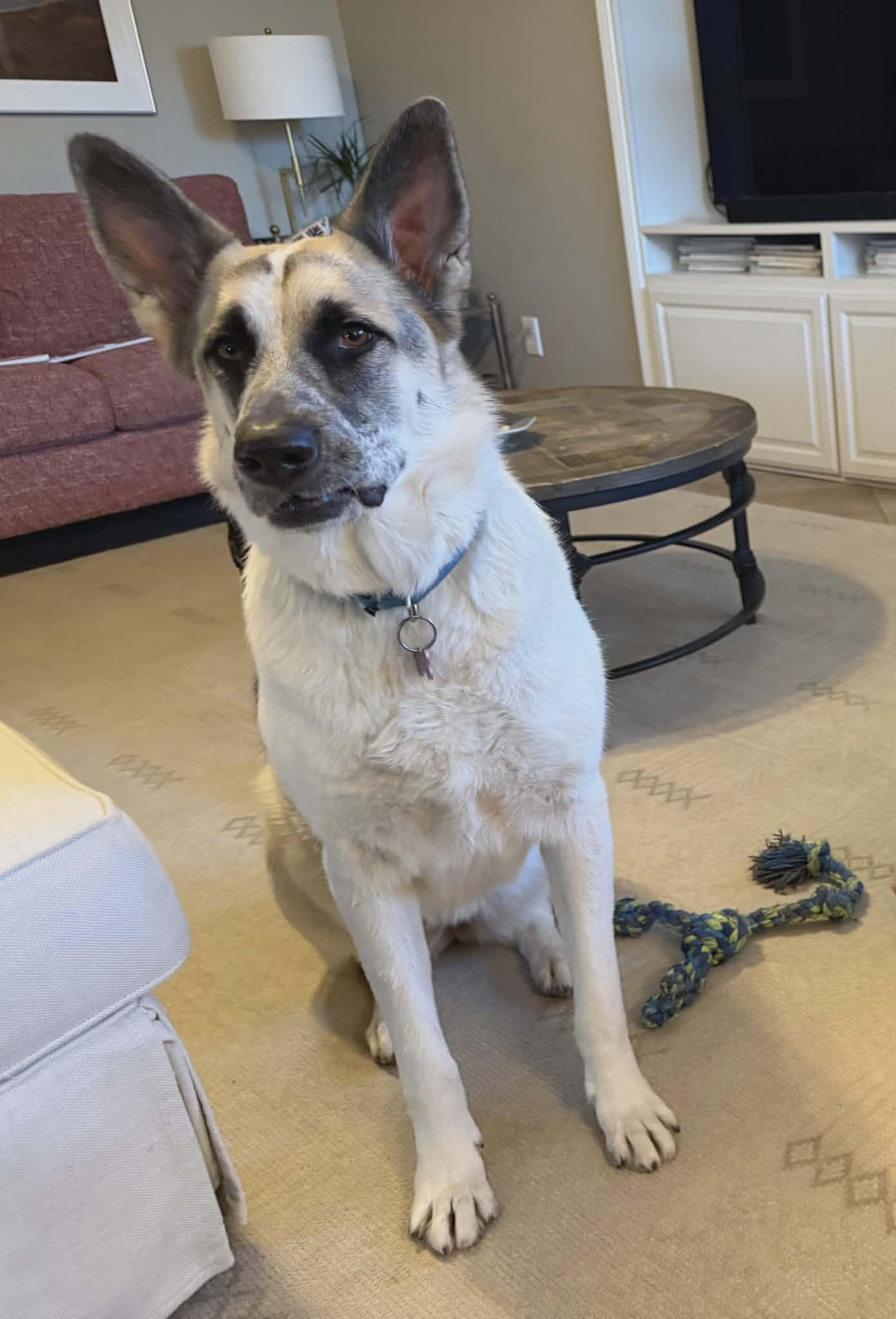 Matilda, adoptable, Young Female German Shepherd Dog & Cattle Dog.