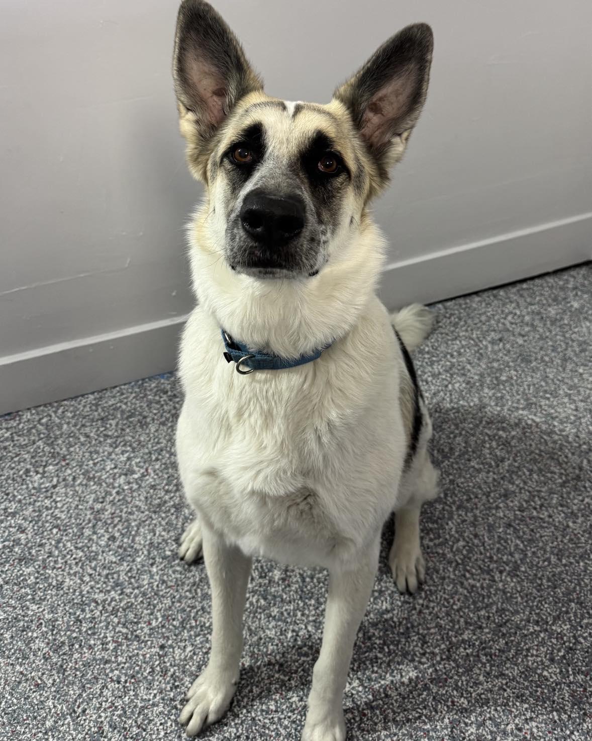 Matilda aka Sadie, adoptable, Young Female German Shepherd Dog & Cattle Dog.