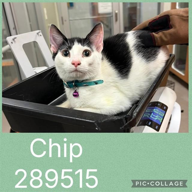 CHIP, Adoptable, Kitten Male Domestic Short Hair.