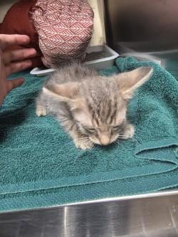 Enlarge Storm, a Adoptable mixed breed in Farmers Branch, TX image 1/1