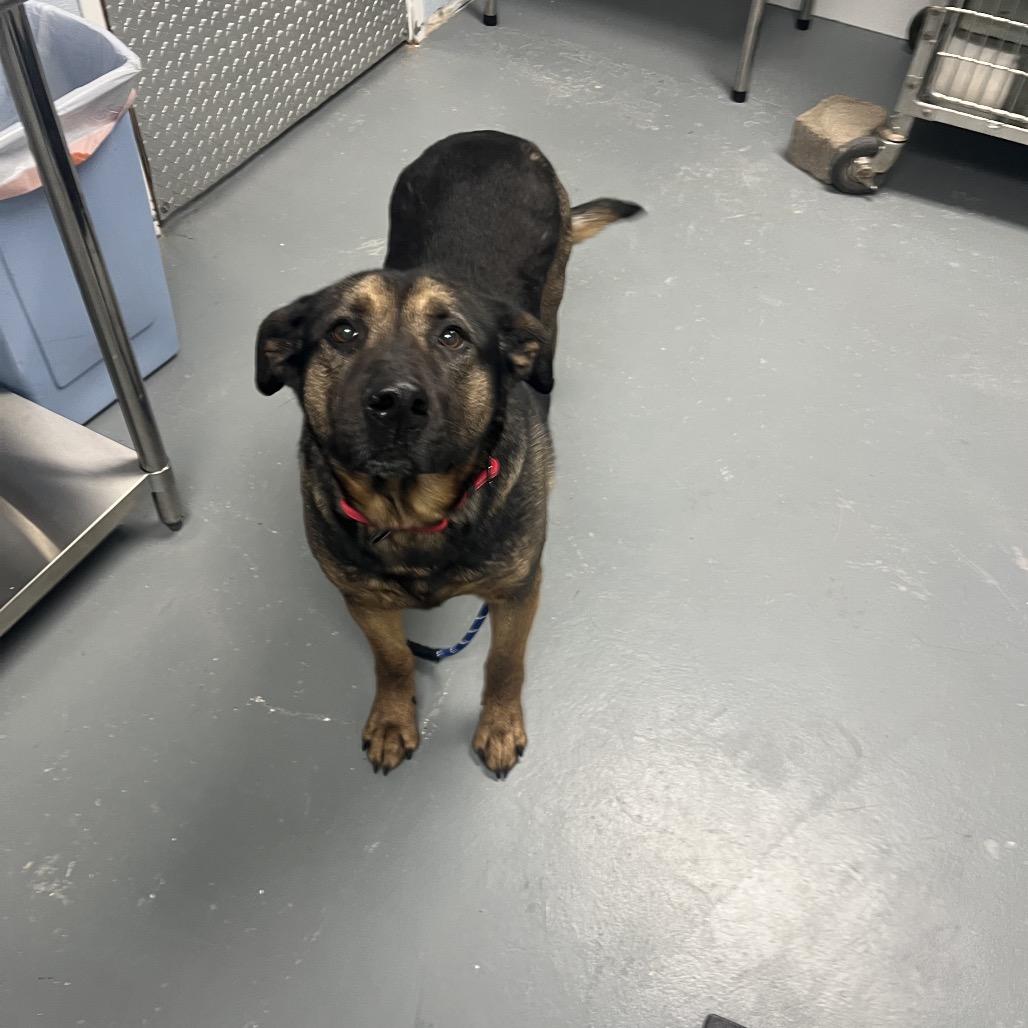 Enlarge Princess, a ADOPTABLE mixed breed in Crookston, MN image 1/4