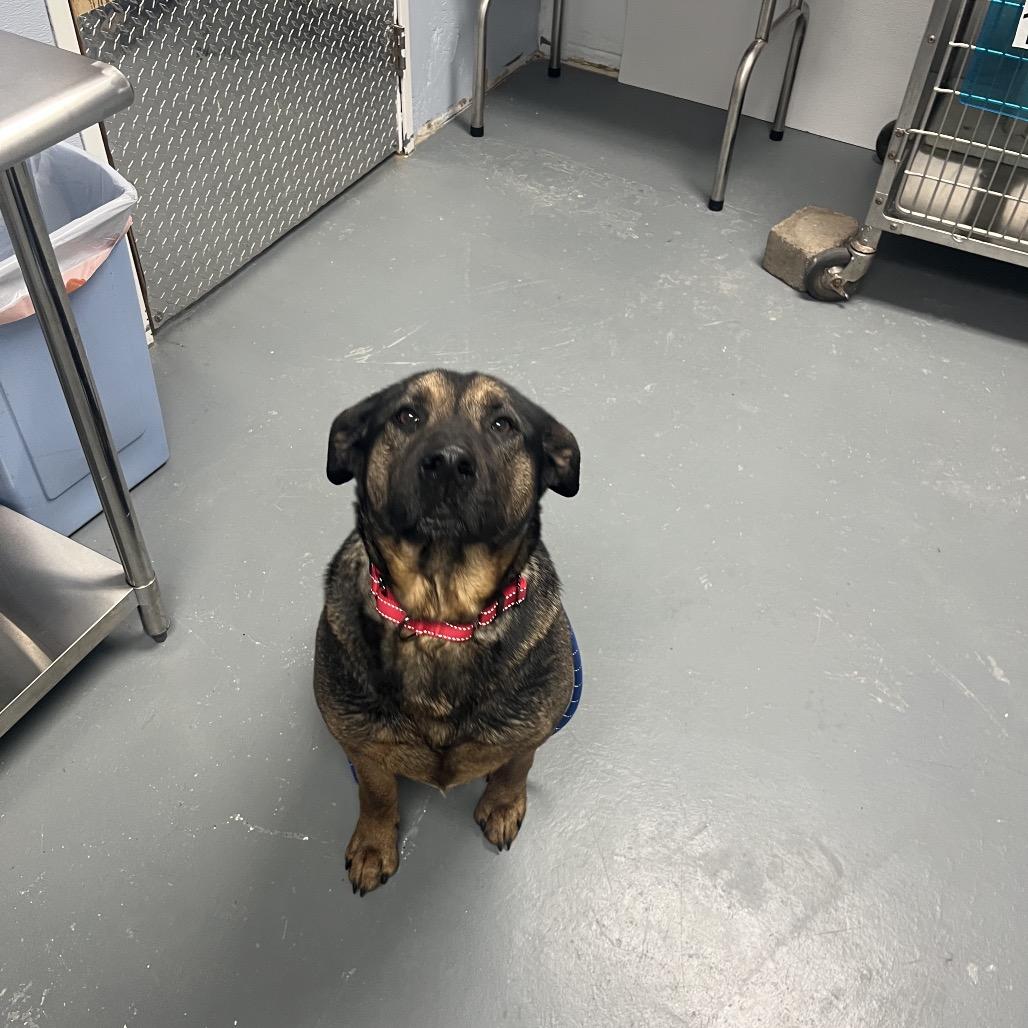 Enlarge Princess, a ADOPTABLE mixed breed in Crookston, MN image 4/4