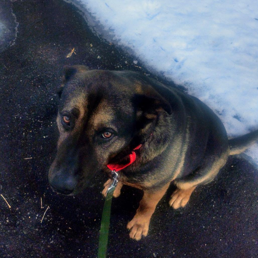 Enlarge Princess, a ADOPTABLE mixed breed in Crookston, MN image 3/4