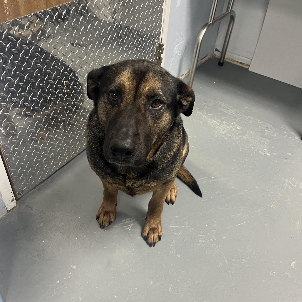 Enlarge Princess, a ADOPTABLE mixed breed in Crookston, MN image 2/4