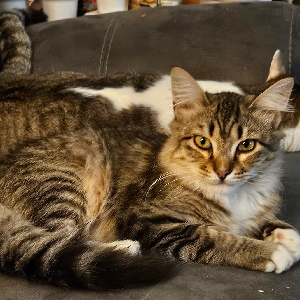 Albie, Adoptable, Young Male Domestic Medium Hair & Domestic Short Hair.