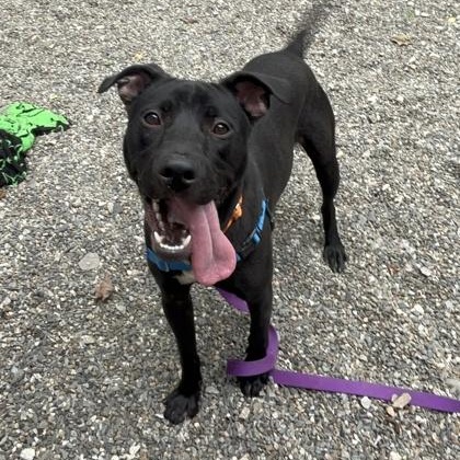 Budgie, ADOPTABLE, Adult Male Pit Bull Terrier.
