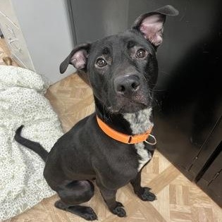 Budgie, a ADOPTABLE mixed breed in Worcester, MA image 2/3