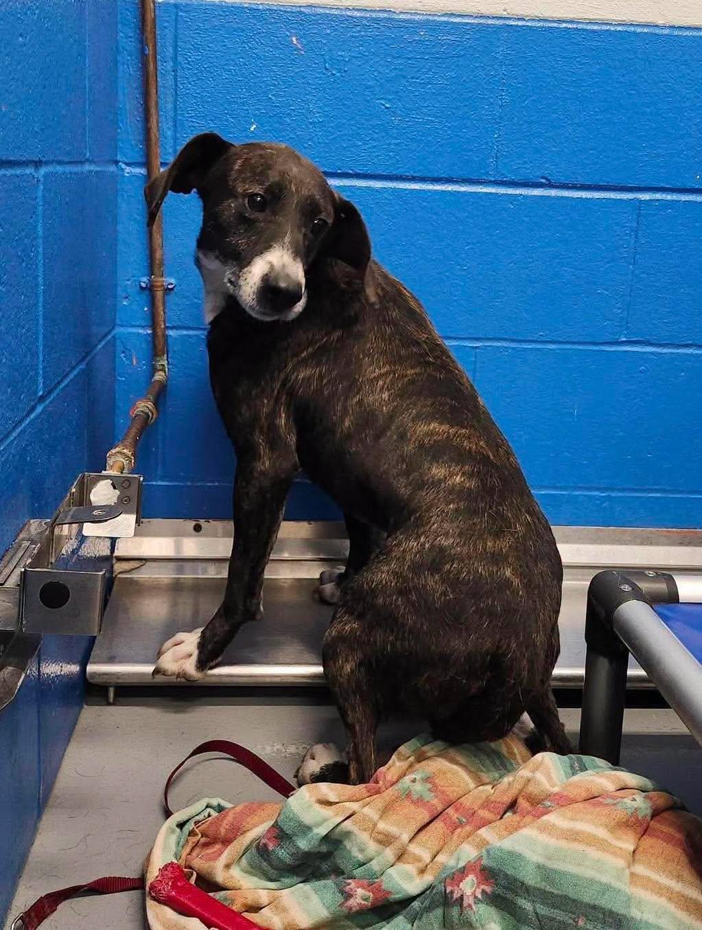 Enlarge Sasquatch, a Adoptable mixed breed in Maryville, MO image 3/3