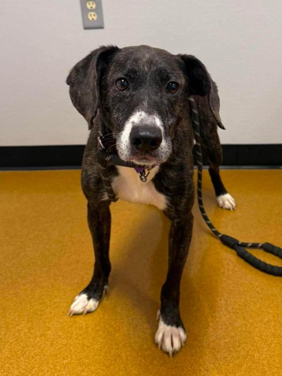 Enlarge Sasquatch, a Adoptable mixed breed in Maryville, MO image 2/3
